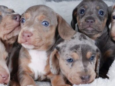 buy mini dachshund puppies online