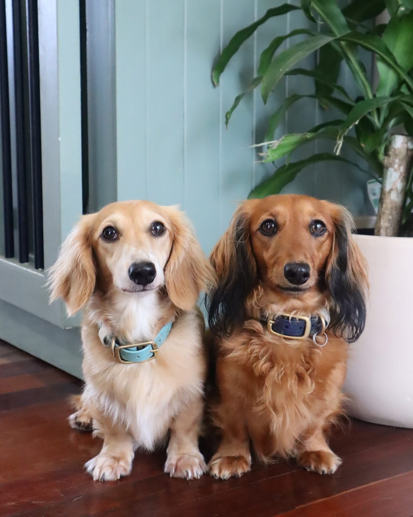 Cream Miniature DACHSHUNDS puppies