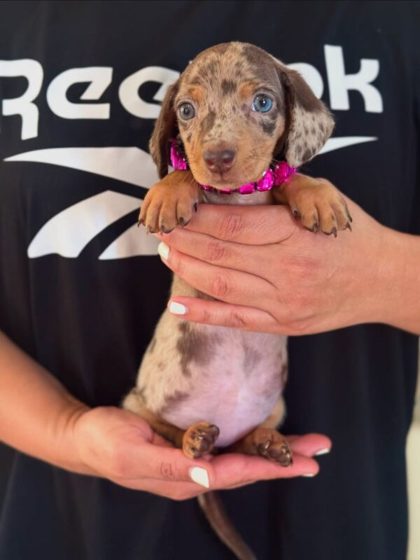 Buy Mini Dachshund Puppy Online