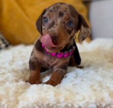 Buy Mini Dachshund Puppy Online