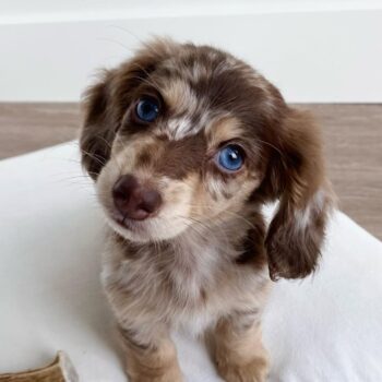 Miniature Dachshund puppy