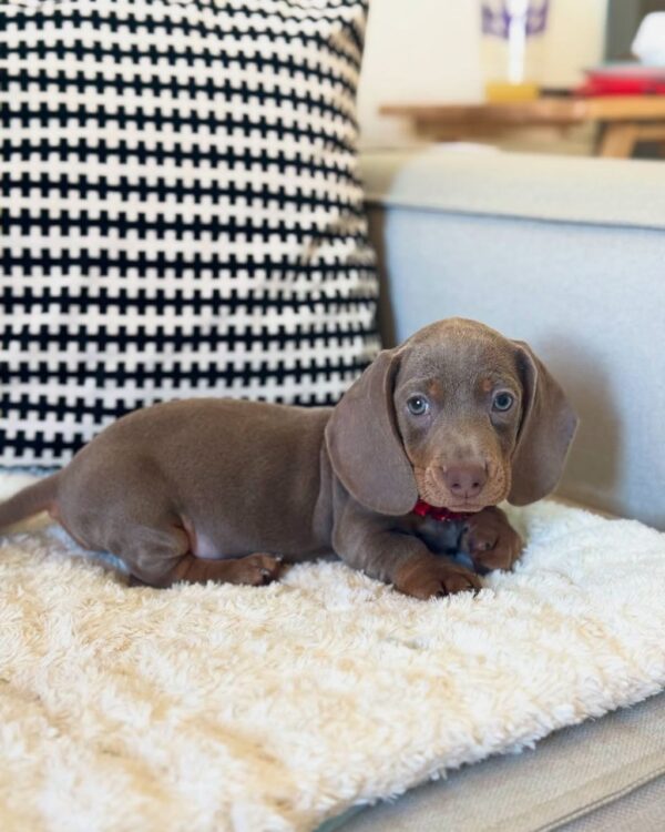 AKC short hair dachshund puppies