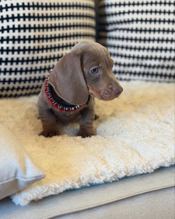 AKC short hair dachshund puppies
